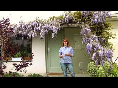 Kasvavan wisterian (wisterian) ominaisuudet.