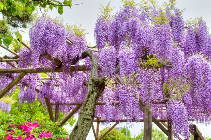 Wisteria care