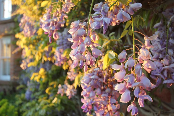 Lannoittava wisteria