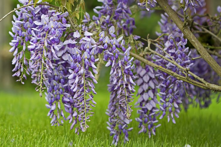 Φυτό Wisteria