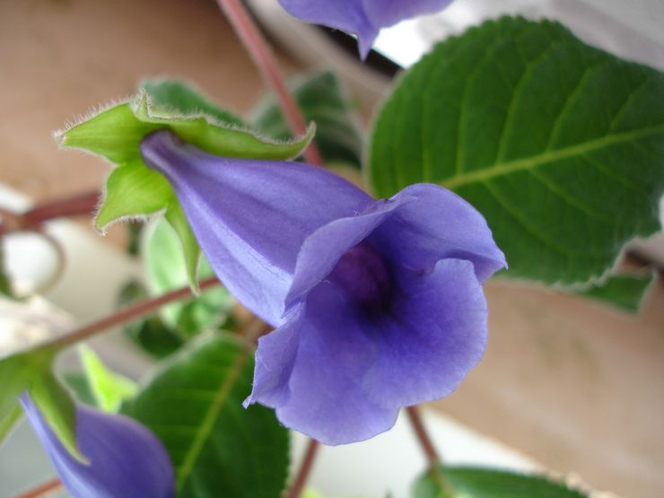 Gloxinia royal