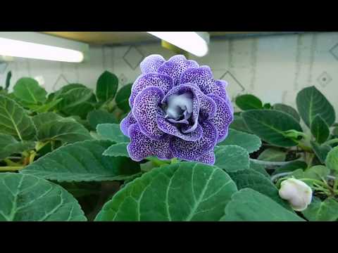 ��Gloxinia 25 نوعا! مراجعة الأصناف. جزء من مجموعتي ��How ينمو gloxinia