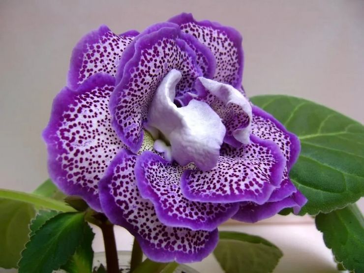 Gloxinia beskrivelse