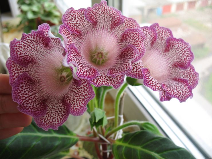 Gloxinia pleje derhjemme