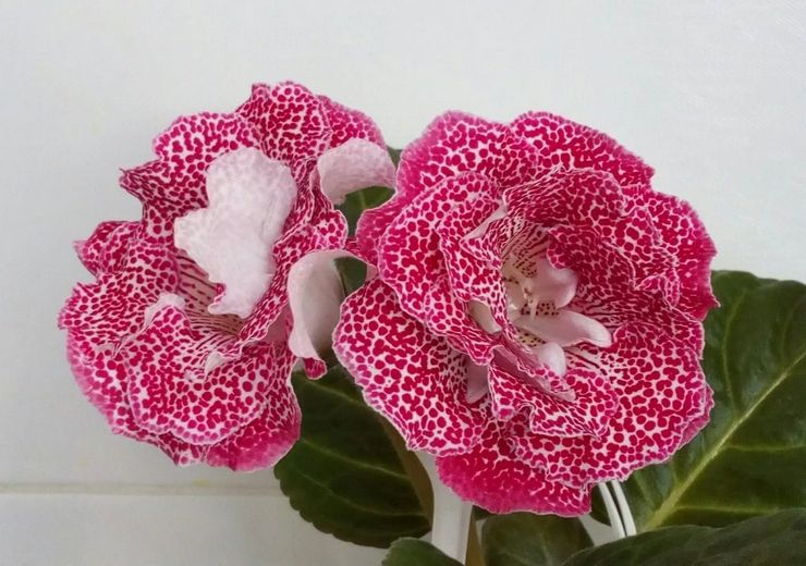 Gloxinia blomst