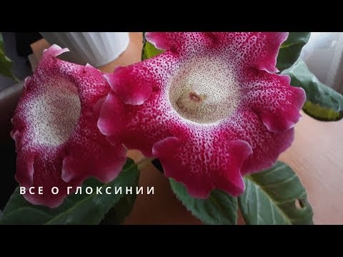 GLOXINIA fuld dyrkningscyklus. Pleje Tips