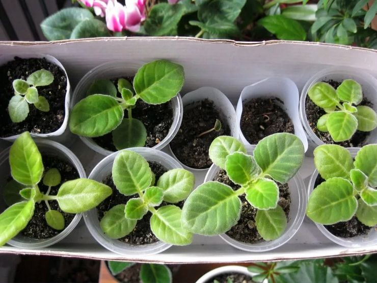 Gloxinia avlsmetoder