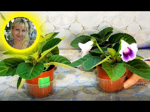 ������ Gloxinia fra frø, fuld dyrkningscyklus