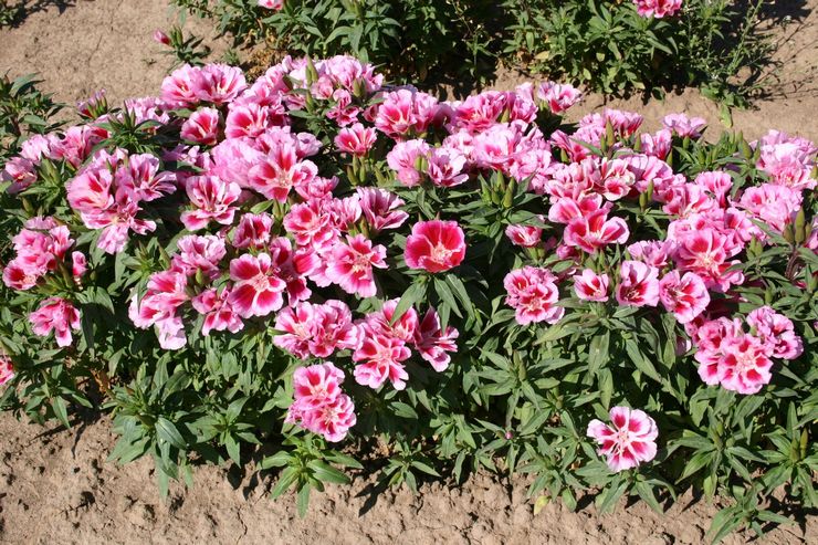 Plantning af godetia i åbent terræn