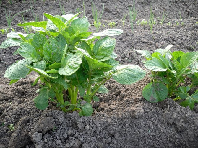 زراعة البطاطس باستخدام التكنولوجيا الهولندية