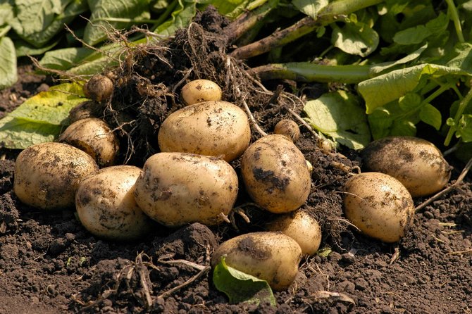 زراعة البطاطس وفقًا للتكنولوجيا الهولندية في كوخهم الصيفي