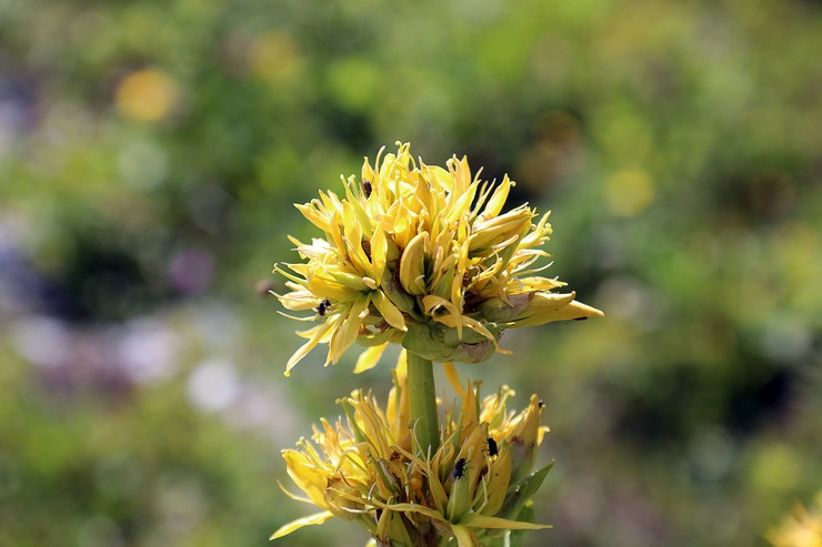 Gentian κίτρινο