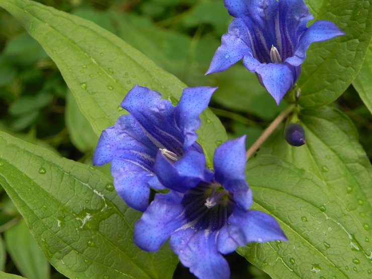 Gentian περιποίηση κήπου