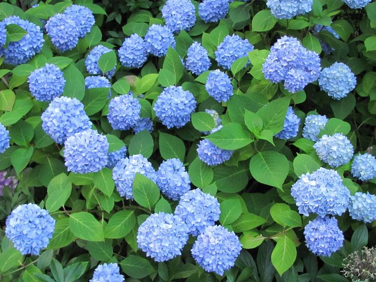 Storbladet hortensia