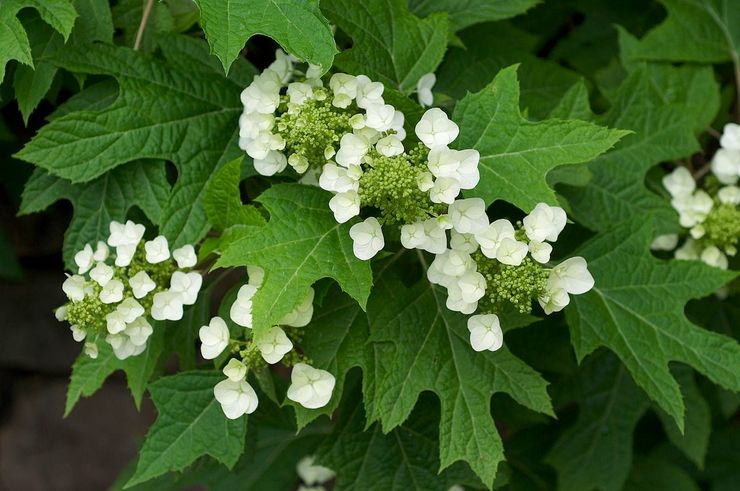 Hortensia egetræ