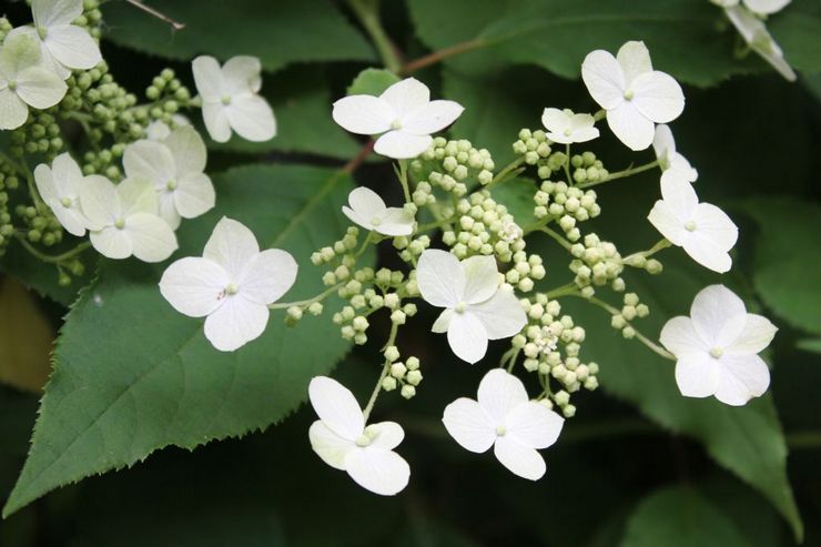 Hydrangea prízemný kryt