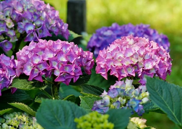 Beskrivelse af hortensia