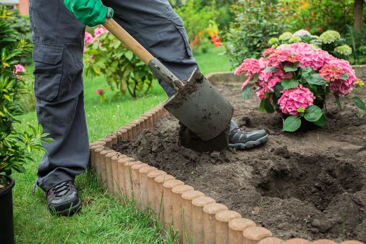 Regler for dyrkning af hortensia