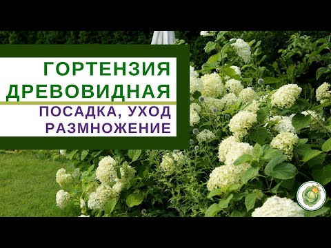 TREE HORTENSIA - زراعة ورعاية وإنجاب