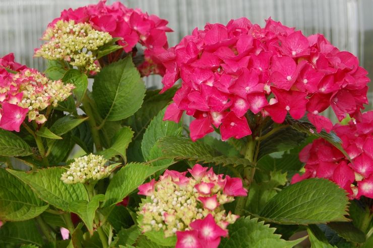 Hortensia rød fornemmelse