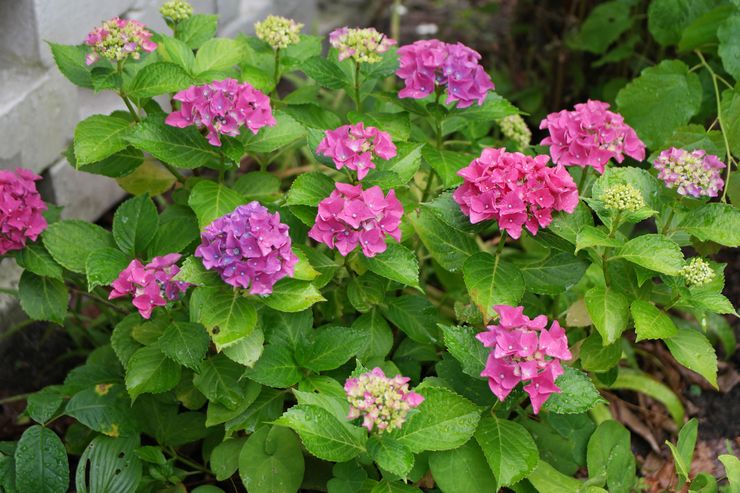 Hortensia Euroopassa