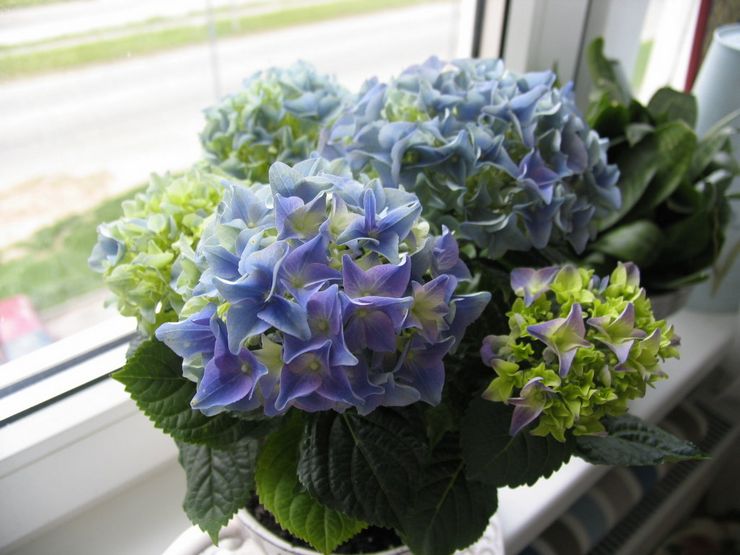 Indendørs hortensia