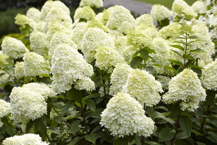 Hydrangea paniculata