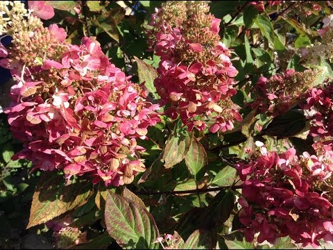 104. Hydrangea paniculata. Φροντίδα, κλάδεμα, αναπαραγωγή.