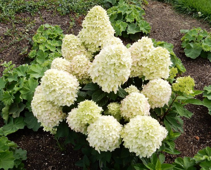 Plantning af hortensia paniculata