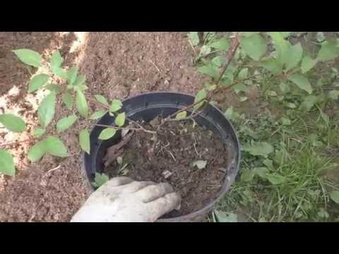 Hydrangea paniculata. Landing.