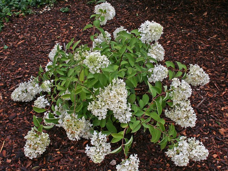 Hydrangea paniculata pleje