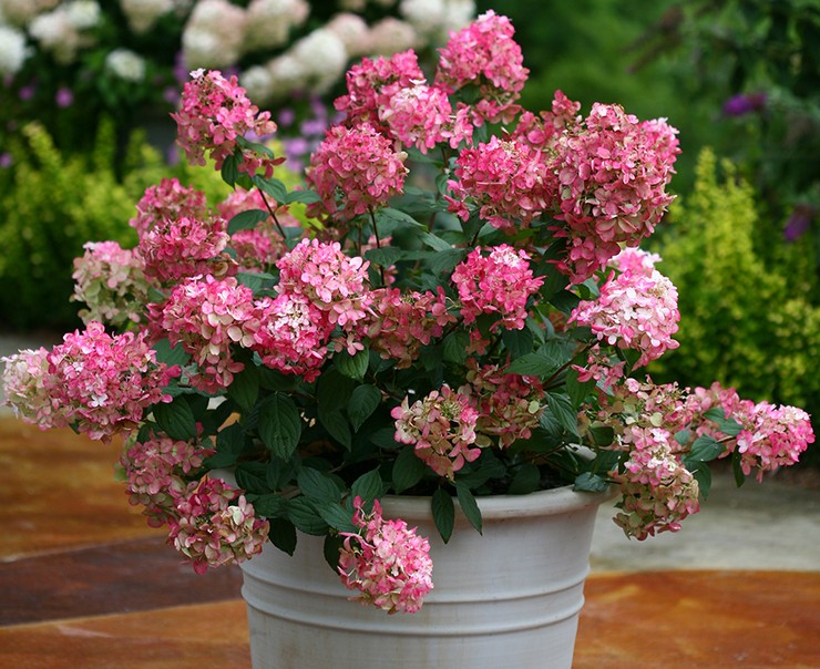 Reproduktion af hortensia paniculata