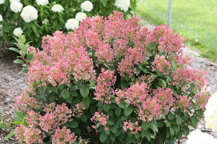 Varianter af hortensia paniculata