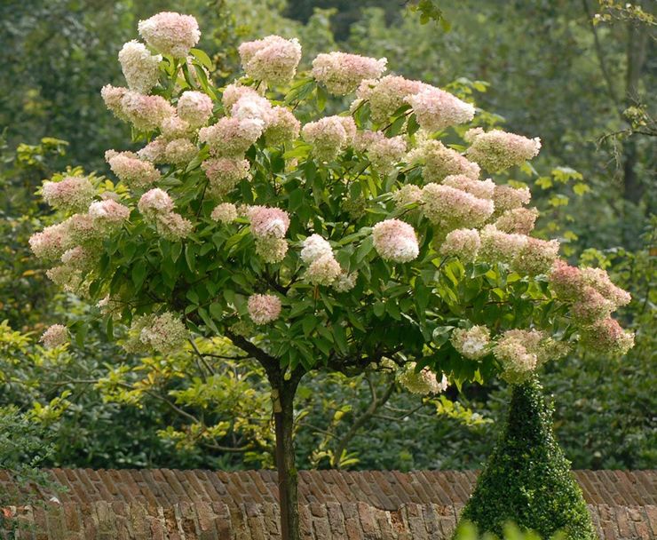 Hydrangea paniculata i landskabsdesign