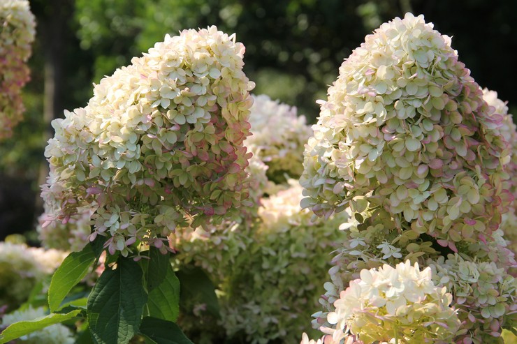 Ορτανσία paniculata