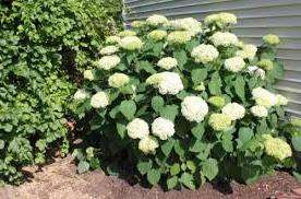 Annabelle er den mest almindelige type hortensia, som har store fluffede blomster og vokser op til 2 meter.