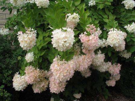 Panicle hortensia tåler kulde godt og vokser op til 5 meter. Blomster kan være røde, creme og gullige.
