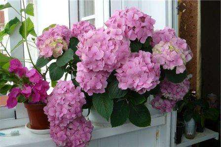 Indendørs hortensia betragtes som en af ​​de mest lunefulde og samtidig de smukkeste blomster. Hun er i stand til at skifte farve