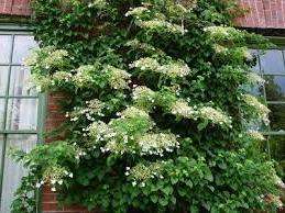 Hvis du vil dekorere en bue i din have, skal du vælge en klatrende hortensia. Husk, at denne art ikke tåler kulde.