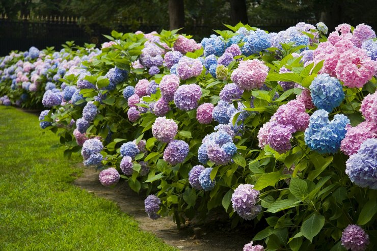 Hortensia blomst - egenskaber og beskrivelse