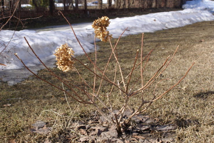Hortensia talvella - hortensioiden valmistelu talveksi, karsiminen ja hortensioiden suojaaminen talveksi