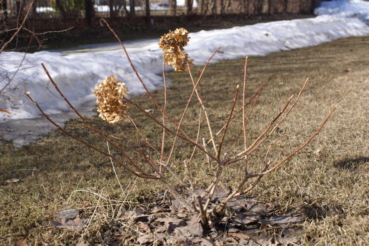 Hydrangea v zime - príprava hortenzie na zimu, prerezávanie a ukrytie hortenzie na zimu