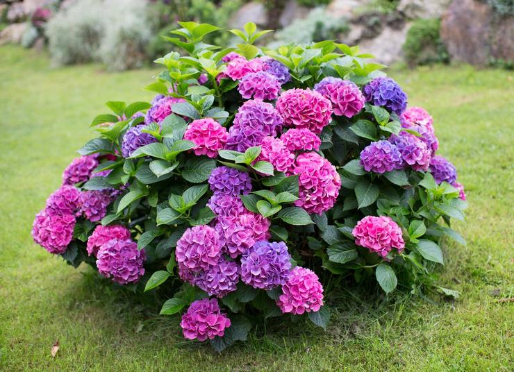 Hortensia