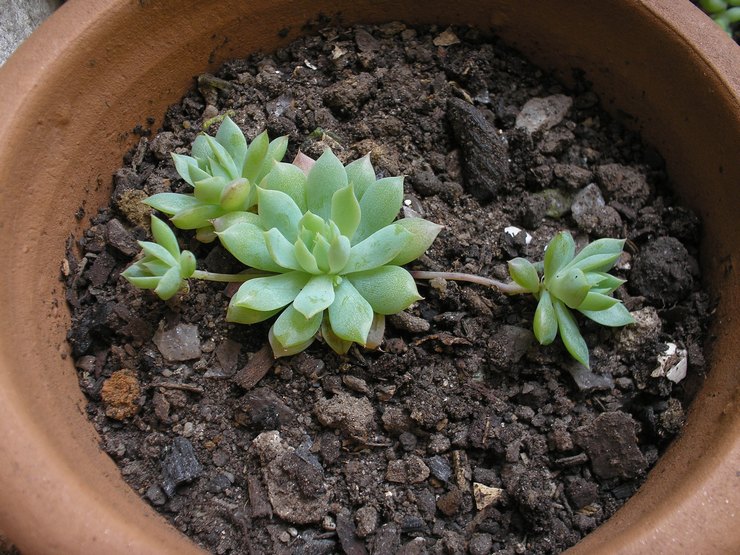 Jord til graptopetalum