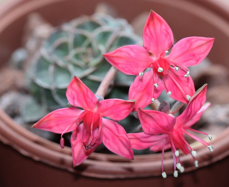 Graptopetalum smuk