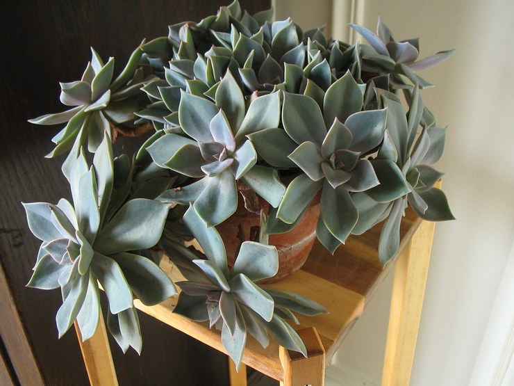 Graptopetalum paraguayansk