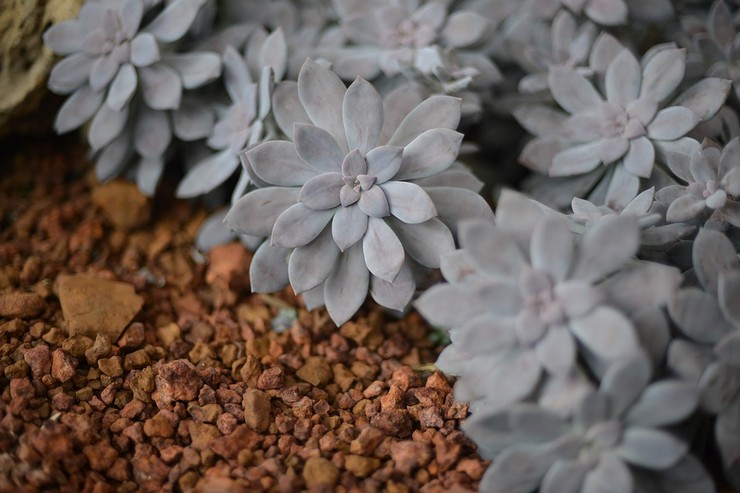 Graptopetalum femkædet