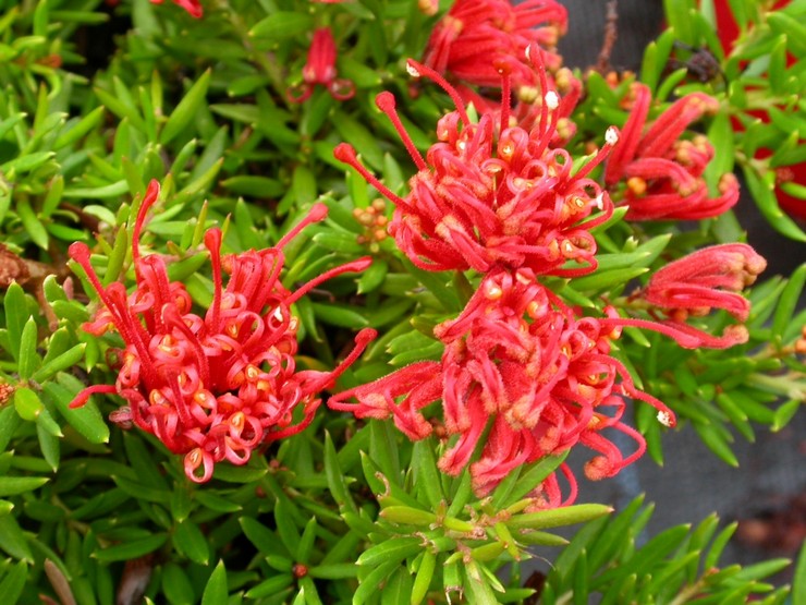 Grevillea - الرعاية المنزلية. زراعة Grevillea وزرعها وتكاثرها. الوصف والأنواع. صورة فوتوغرافية