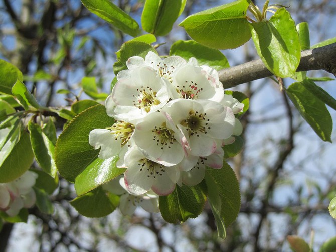 Blomster er hvide, nogle gange lyserøde, op til 3 cm i diameter, danner paraplyer