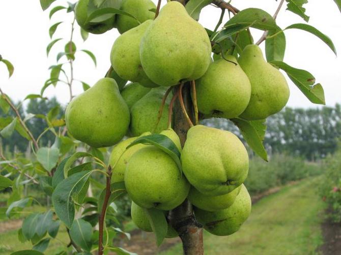Päärynäpuun hedelmät